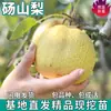 Venta minorista de plántulas de pera Dangshan para plantar en patios en el norte y el sur, plántulas de pera dulce injertada de fruta extragrande en maceta