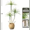 Planta Verde de Simulación Madera Milenaria Planta Falsa Lujo Ligero de Gama Alta Decoración de Interiores Árbol Sala de Estar Grande en Maceta Adornos de Piso
