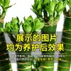 4 macetas de bambú de la suerte, plantas verdes hidropónicas para escritorios interiores y mesas de oficina, fáciles de cuidar