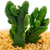 Base de planta suculenta autoproducida y autovendida al por mayor suculentas pequeñas combinación de flores plantas en maceta plantas carnosas Lithops Haworthia