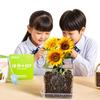 Crecimiento de Plantas, Germinación, Sistema Radicular y Caja de Observación de Venas, Juguetes para Experimentos Científicos para Estudiantes, Set de Plantas Pequeñas en Maceta para Niños