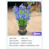 Planta Verde em Vaso em Formato de Pirulito Floco de Neve Azul Floresce o Ano Todo, Fácil de Cuidar, Mudas Grandes com Botões de Flores, Flores Resistentes ao Calor para Varanda e Jardim