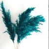 Personalizado Flor Seca Reed Amazon Seco Reed Tingido Grande Reed Cross-border ins Fotografia Decorativa Ornamentos Reed Flor Seca