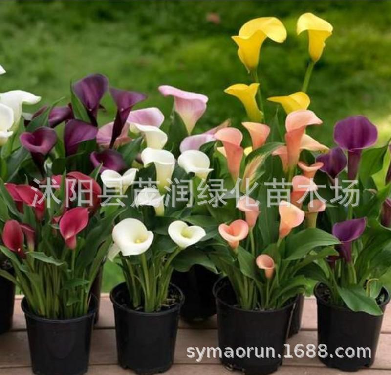 马蹄莲种球010