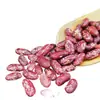 Frijol Morado del Noreste, Cosecha Nueva 2025, Papilla Gruesa Preparada en Casa, Especialidad de Granos Enteros, Frijoles Rojos Frescos
