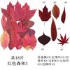 Coleção de folhas vermelhas, espécime de planta transfronteiriça, bolsa de flores, material de adesivo feito à mão para crianças, bolsa de espécime de folha