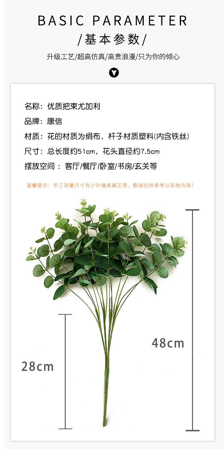 把束尤加利_07.jpg