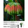 Orquídea Mariposa Monje Clivia Auténtica en Maceta Redonda con Capullos en la Sala de Estar y la Oficina Plántulas de Orquídea Florecen en Todas las Estaciones