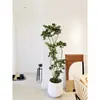 Planta Verde Grande en una Maceta de Madera de Pata de Pato, Adecuada para Sala de Estar y Oficina, Fácil de Cuidar en Todas las Estaciones, También Adecuada para Dormitorio