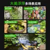 Plantas aquáticas lentilhas d'água, plantas de purificação tradicionais para aquário, esconderijo para tanque de tartaruga, jacinto d'água hidropônico, plantas aquáticas flutuantes para aquário