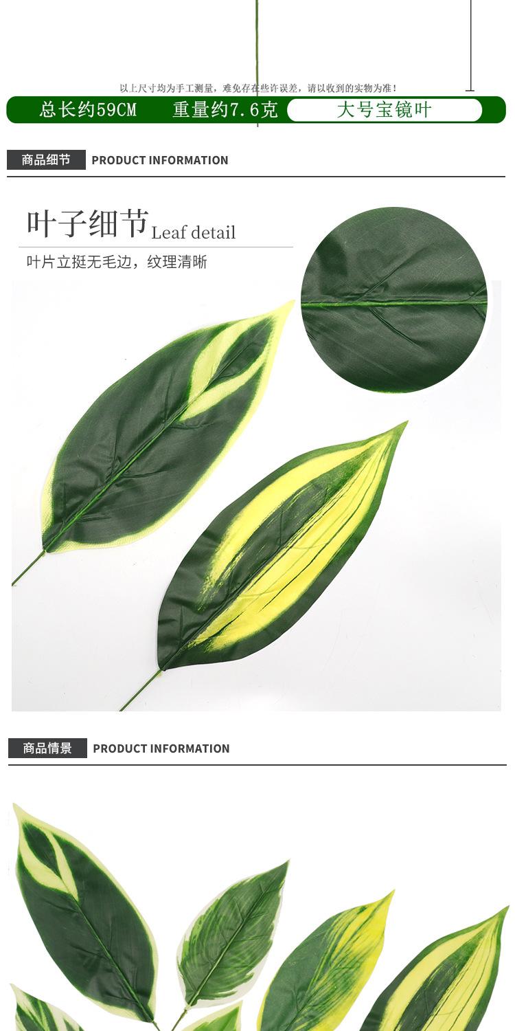 白玉虎兰叶单支_07.jpg