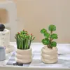 Plantas Atractoras de Fortuna, Árbol del Dinero, Suculentas Difíciles de Matar, Plantas Verdes para Escritorio de Oficina, Macetas