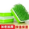 Plato de plántulas de plástico para el hogar, maceta para germinación de brotes de soja, cultivo sin suelo en balcón, maceta para plántulas de trigo y hortalizas.