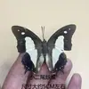Venta Directa al Por Mayor de Fábrica de Especímenes Reales de Mariposas con Alas Extendidas, Diversos Insectos y Escarabajos, Accesorios para Fotos, Educación Científica, Especímenes Naturales