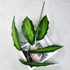 Simulación de Nuevo Producto Hoja de Begonia de 5 Puntas Decoración para Sala de Estar, Dormitorio, Mesa de Comedor Adornos de Plantas Verdes Fotografía Paisaje de Centro Comercial Bonsái