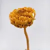Alcachofra imortal flor de neve flores secas voz de chocalho ao vivo com flores secas flores imperiais flores secas de Yunnan alcachofra em estoque atacado