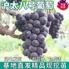 Dropshipping de Plántulas de Uva Hutaibao para Plantar en el Patio, Plántulas de Fruta Injertadas sin Semilla en Maceta para Plantar en el Norte y el Sur