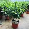 Planta de gardênia em vaso, flor de folha pequena, haste única, muito perfumada, planta verde de flor grande, planta em vaso em forma de pirulito, plantada no solo, floresce o ano todo