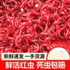 Lombrices Rojas Vivas Cebo Vivo Lombrices Macho Extra Grandes Cebo para Peces Cebo de Fondo Lombrices de Tierra Carpa Cruciana Pesca Salvaje Cebo Rana Trueno Otro