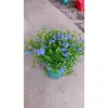 Plántulas de Flores en Maceta Copo de Nieve Azul Florecen en Todas las Estaciones, Plantas Trepadoras Ornamentales para Jardín de Balcón, Resistentes al Calor y Fáciles de Cuidar, Copos de Nieve Blancos