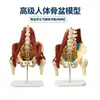 Columna lumbar humana con modelo muscular, hueso pélvico, disco lumbar, demostración de músculos del suelo pélvico para mujeres embarazadas, esqueleto del sacro