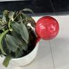 2024 novo dispositivo de rega automática preguiçoso Wateringball transfronteiriço regando a ferramenta de irrigação de plantas em vasos