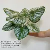 Planta Táctil Real Hoja de Calathea Caparazón de Tortuga Hotel Restaurante Exhibición Paisaje de Palmera Decoración de Pared Verde