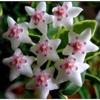 Orquídea Bola Planta Verde en Maceta con Brotes de Flores, Florales de Floración Cuatro Estaciones, Enredaderas Trepadoras de Interior, Hojas Verdes, Plantas de Orquídea Bola de Hoja de Corazón, Rollos de Orquídeas Colgantes