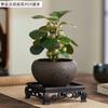 Planta en Maceta Pequeño Árbol Bodhi con Estilo Zen Chino, Enviado con Frutos, Perenne para Todas las Estaciones, Flor Decorativa de Mesa para Interiores y Exteriores