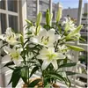 Bulbos de lírio perfume, sementes de lírio de pétala única enviadas com botões, de pétala dupla, flores ornamentais de vaso para quatro estações atacado