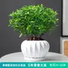 Repelente de Mosquitos, Madera de Pimienta Fragante, Plantas Verdes de Interior en Maceta, Fácil de Cultivar, Absorbe Formaldehído, Plántulas de Flor Jiuli Xiang, Cultivo en Agua