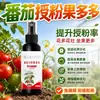 Polinización de Tomate Cuajado de Fruto Fertilizante Soluble en Agua Abundante Inducción de Flor de Tomate Agente Cuajador de Fruto Tomate Potente Polinización Protección de Flor Protección de Fruto Anti-Caída