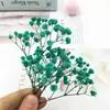 Pacote de Material DIY Flor Eterna 1g Gradiente Cabeça Grande Mosquitinho Estrela Milionária Buquê de Flores Secas Flor Eterna Flor Real