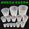 Plántulas Plántulas Vasos Nutritivos Plantas de Plántula Dendrobium Flores en Maceta Orquídeas Plantación Nutritiva Plástico Phalaenopsis Transparente