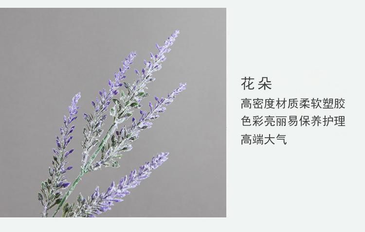 5叉熏衣草