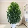 Planta de Vaso Grande para Interior, Planta que Atrai Fortuna, Madeira Pata de Pato, Árvore da Fortuna, Árvore da Felicidade, Árvore da Paz