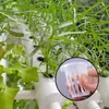 Cesta de Malla para Suelos Hidropónicos Plantas Verduras Plántula Guardería