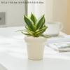 Orquídea Piel de Tigre Borde Dorado Hani Planta Verde de Interior Suculenta de Escritorio Duradera Flor Protección contra la Radiación Absorción de Formaldehído