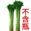 Planta Verde Hidropônica com Raízes, Bambu Dragão de Wenchang, Bambu da Sorte, Bambu Guanyin, Planta de Interior para Sala de Estar, Planta em Vaso