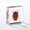 A Fábrica de Artesanato Zhongkun vende espécimes de insetos genuínos como itens decorativos, embutidos em resina de alta transparência, como brinquedos científicos educativos para crianças.