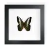 Mariposa Real, Especie Preciosa de Verano, Mariposa Rara, Mariposa Pequeña de Cinta Verde, Adorno de Escritorio, Espécimen de Regalo, Pintura Decorativa, Espécimen de Mariposa
