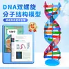 Componentes del Modelo de la Estructura de Doble Hélice del ADN Materiales Didácticos Genética Biológica Genes y Mutación Instrumentos de Enseñanza Equipo Experimental