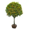 Mudas de Osmanthus São Plantadas no Solo, Árvores de Osmanthus Perenes, Osmanthus Dourado e Mudas Grandes de Osmanthus, Plantas de Quintal, Flores Fragrantes para Varanda