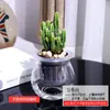 Plantas Verdes Hidropónicas Rábano Verde Gardenia Árbol del Dinero Hiedra Espárragos Bambú Pequeñas Plantas Verdes de Interior Plantas de Maceta Perennes para Todas las Estaciones