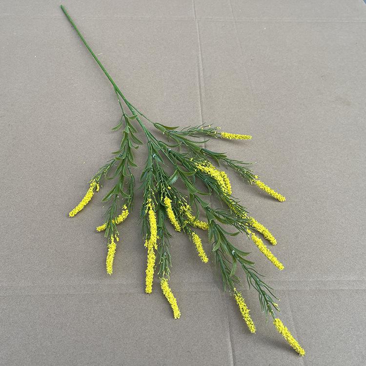网红薰衣草 6.5 .jpg