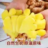 Gengibre Amarelo Pequeno de Yunnan Cultivado em Fazenda, Frescamente Colhido, Atacado, Gengibre Velho Autêntico, Gengibre Jovem, Caixa Fechada