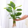 Las Plantas Hidropónicas Ave del Paraíso Son Fáciles de Cultivar y Viven en Todas las Estaciones. Sala de Estar Planta Verde Plantas en Maceta en la Oficina Escritorio Florales Strelitzia Reginae