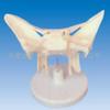 Venta al por mayor de fábrica Modelo de hueso de mariposa Zm1015 - Enseñanza. Medicamento. Modelo Anatómico Hueso de Mariposa