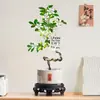 Planta de Murraya Paniculata en Maceta para Escritorio de Oficina, Planta Verde con Tronco Viejo y Plántulas, Florece Todo el Año, Flor de Interior Fácil de Cuidar para Jardineros Perezosos