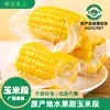 Maíz Dulce Comestible Emblemático de Guangxi, Caja Completa, Maíz de Fruta Fresca Listo para Comer, Maíz para Desayuno, Suministro al Por Mayor